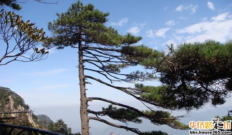 拉德芳斯(梧桐花园)